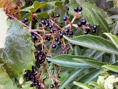 [A view of blue-black berries on the branches with some branches already missing the berries.]